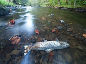 Reg 347 Environmental Impact Dead Fish